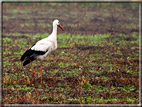 foto Colline Marosticane in Autunno